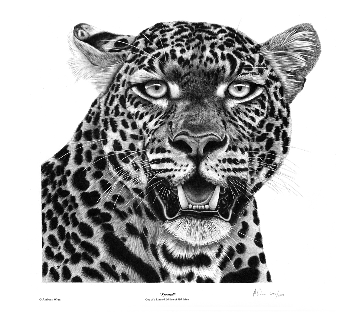 Spotted (Leopard)