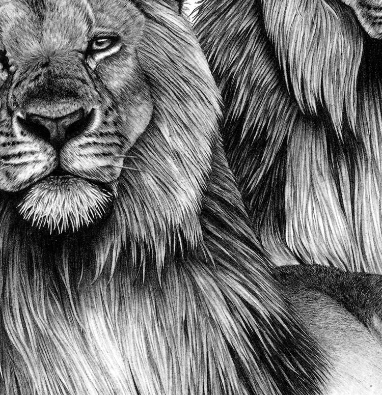 Pride (Lions)