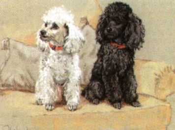 One Black and one white miniature Poodles